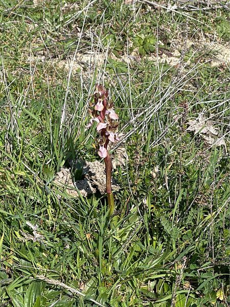 Anacamptis indet. coriophora  - Antonio Mazzone