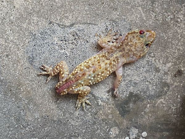 Europäischer Halbfinger  - Maria Rita Gelso