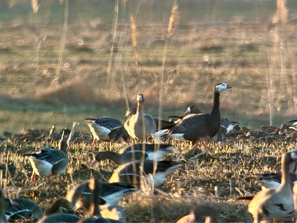 Gänsehybrid  - Łukasz Konopka