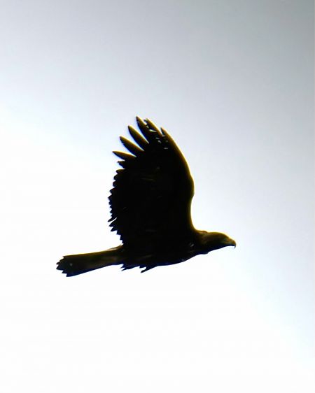 Steinadler  - Damian Ostrowski