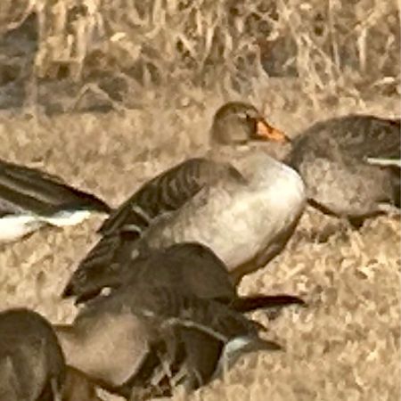 gęś zbożowa  - Monika Turczyńska