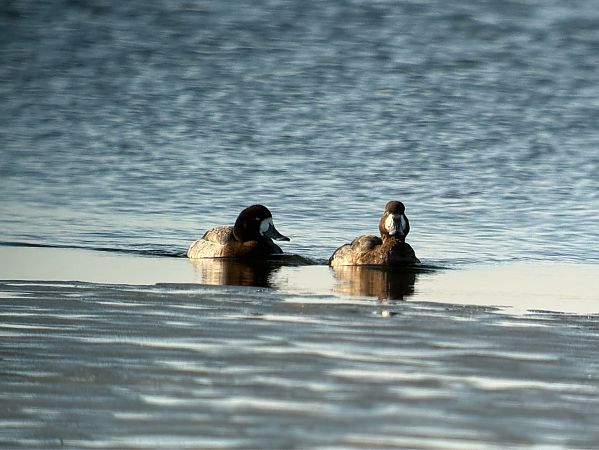 Bergente  - Artur Andrzejewski