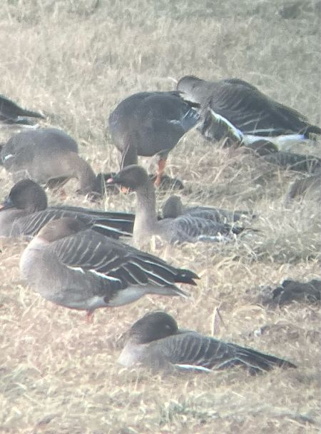 Kurzschnabelgans  - Krzysztof Lis