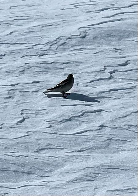 Fringuello alpino  - Krzysztof Lis