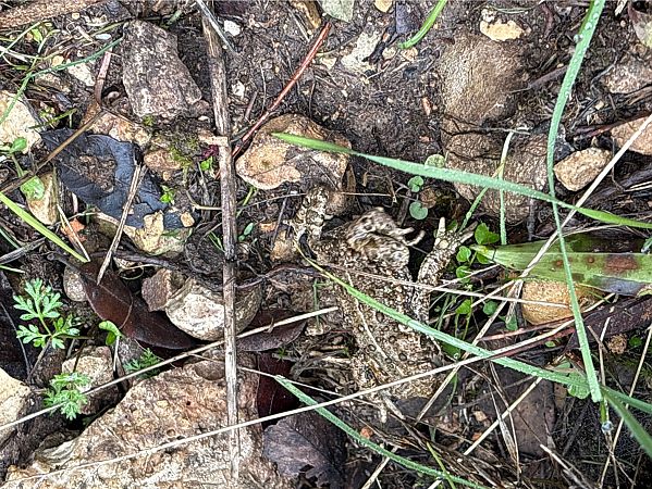 Gripau corredor  - Josep Palet