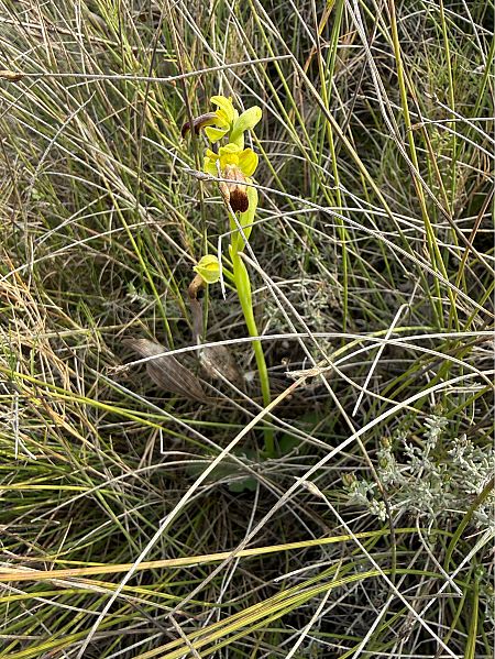 Ophrys forestieri  - Pep Sole