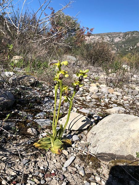 Ophrys forestieri  - Marc Le Dorze