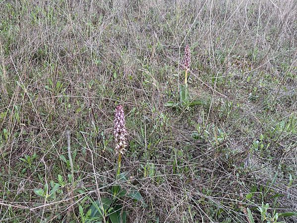 Himantoglossum robertianum  - Pep Sole