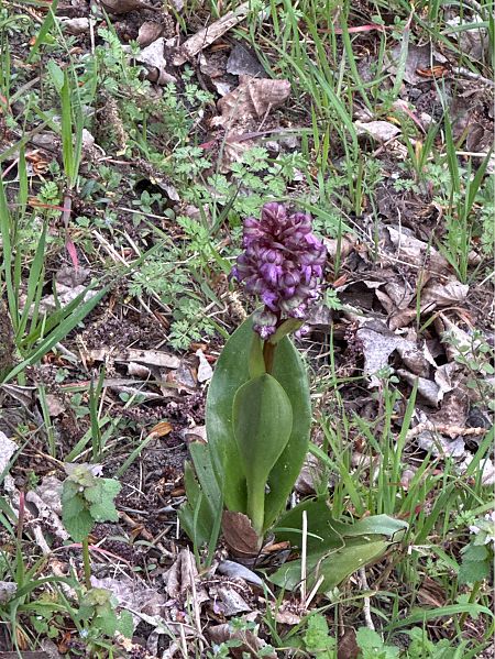 Himantoglossum robertianum  - Jerome Brunet