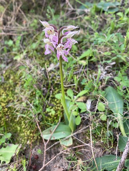 Neotinea lactea  - Léa Pichon