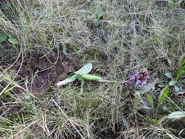 Himantoglossum robertianum  - Pep Sole