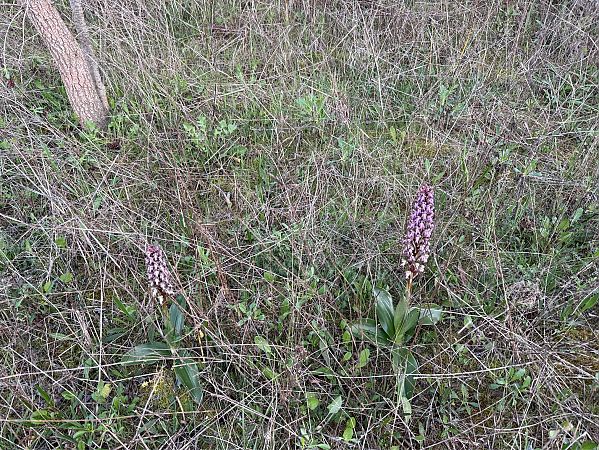 Himantoglossum robertianum  - Pep Sole