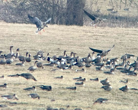 Weisswangengans  - Krzysztof Lis