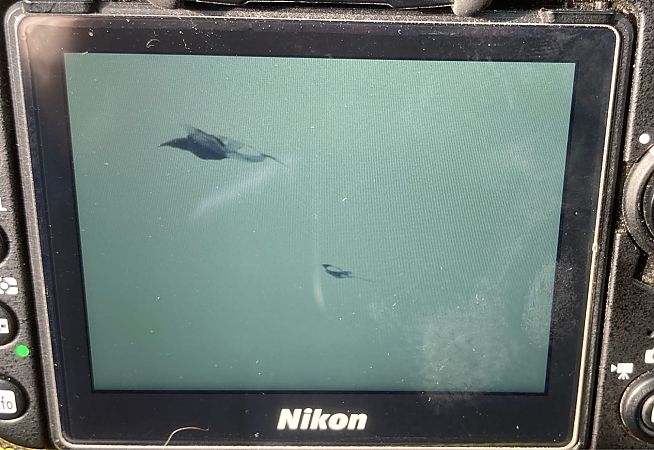 Corvo imperiale  - Federico Pino