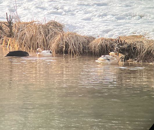 Germano reale  - Krzysztof Lis