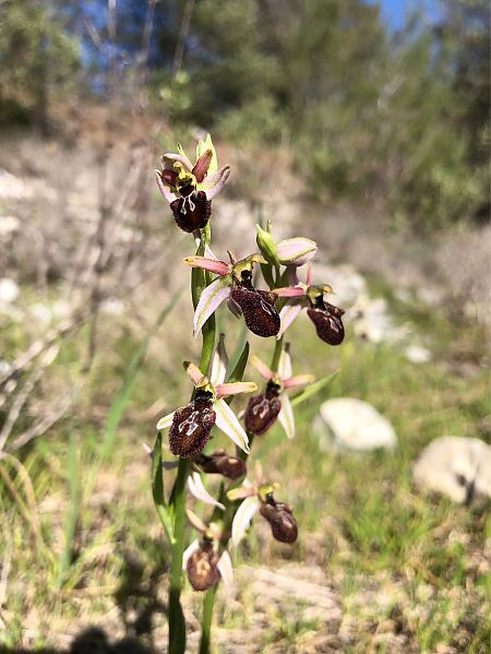 Ophrys arachnitiformis  - Marc Le Dorze
