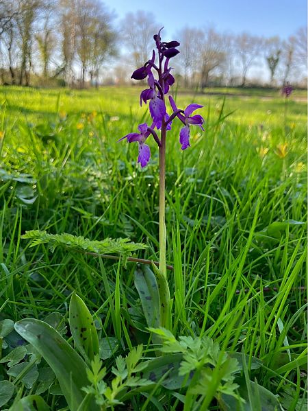 Orchis indet. group. mascula  - Florent de Gasperis