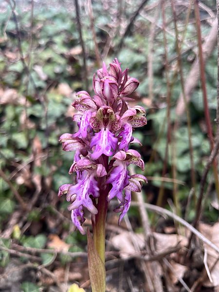 Himantoglossum robertianum  - Laura Nguyen