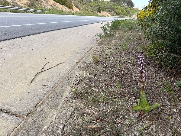 Himantoglossum robertianum  - Pep Sole