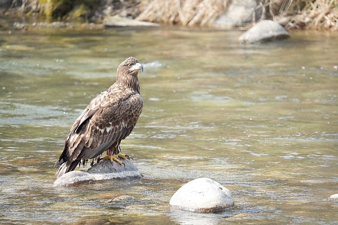 Aquila di mare  - Florian Gasser