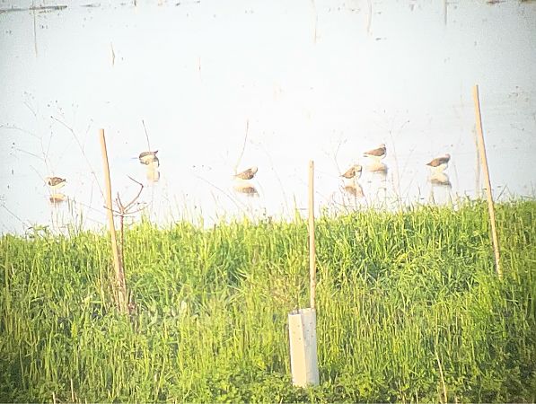 Piro-piro culbianco  - Davide Aldi