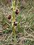 Ophrys arachnitiformis (Ophrys en forme d'araignée) © Richard Fay