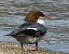 Common Merganser (Mergus merganser) Anonymous