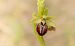 Ophrys exaltata subsp. marzuola (Ophrys de mars) © Anna Ollivier