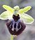Ophrys occidentalis (Ophrys occidental) © auteur non diffusé