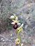Ophrys occidentalis  - Laurent Mazet