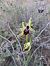 Ophrys occidentalis (Ophrys occidental) © Laurent Mazet