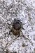 Onthophagus coenobita © Mirko Tomasi