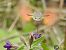 Macroglossum stellatarum © Mario Paloni