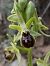 Ophrys araneola (Ophrys petite araignée) © Richard Fay