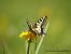 Papilio machaon © Mikel Etxegarai