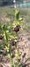 Ophrys passionis  - Romain Sauvan