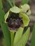 Ophrys bombyliflora (Ophrys bombyx) © Richard Fay