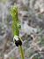 Ophrys insectifera (Ophrys mouche) © Amélie Naturedivresse