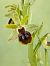 Ophrys litigiosa © Delarbre Sébastien