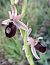Ophrys occidentalis 