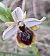 Ophrys occidentalis (Ophrys occidental) © auteur non diffusé