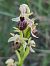 Ophrys occidentalis (Ophrys occidental) © Christian Fleury