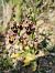 Ophrys scolopax (Ophrys bécasse) © Christian Fleury