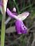 Anacamptis longicornu  - Richard Fay