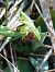 Ophrys araneola (Ophrys petite araignée) © Bernard Sonnerat