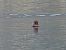 Fuligule nyroca 
