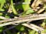 Common Winter Damsel (Sympecma fusca) © Mario Paloni