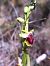 Ophrys provincialis (Ophrys de Provence) © Emmanuel Cosson