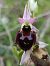 Ophrys morisii  - Richard Fay