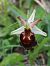 Ophrys morisii  - Richard Fay